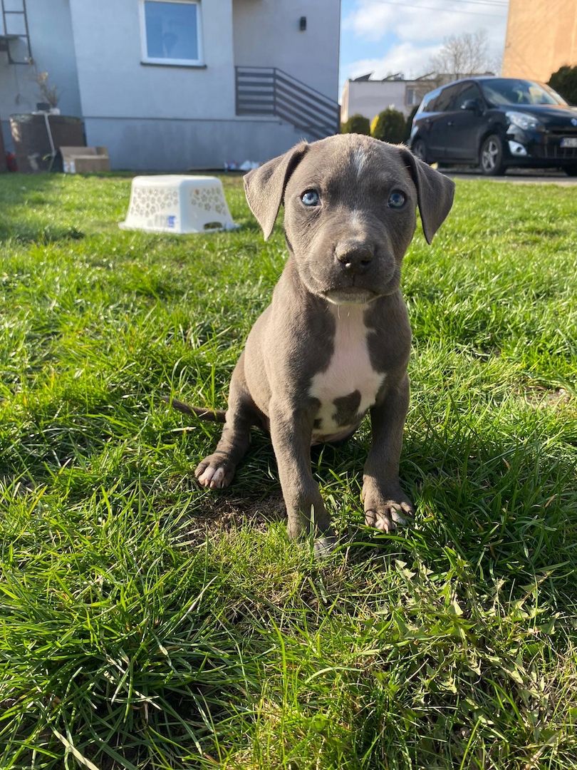 Süße Pitbull-Welpen