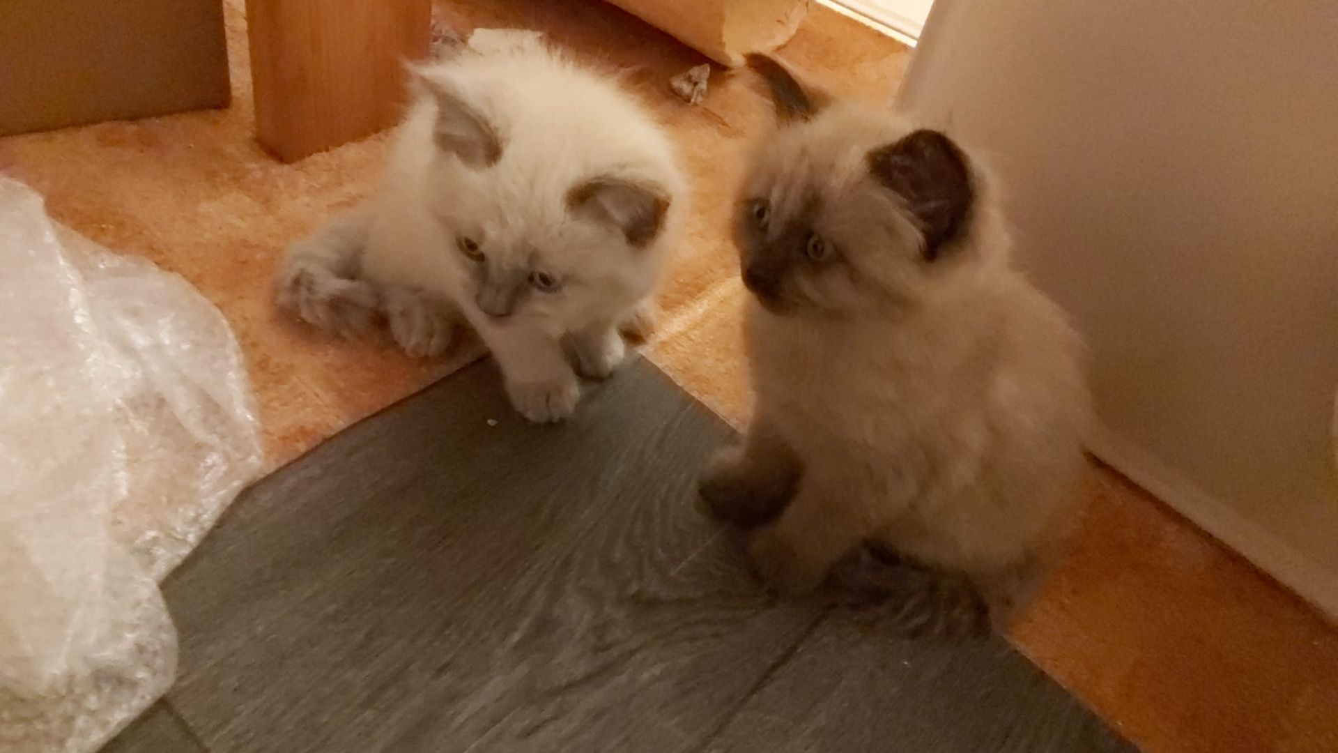 Kitten Maine Coon - Ragdoll mix