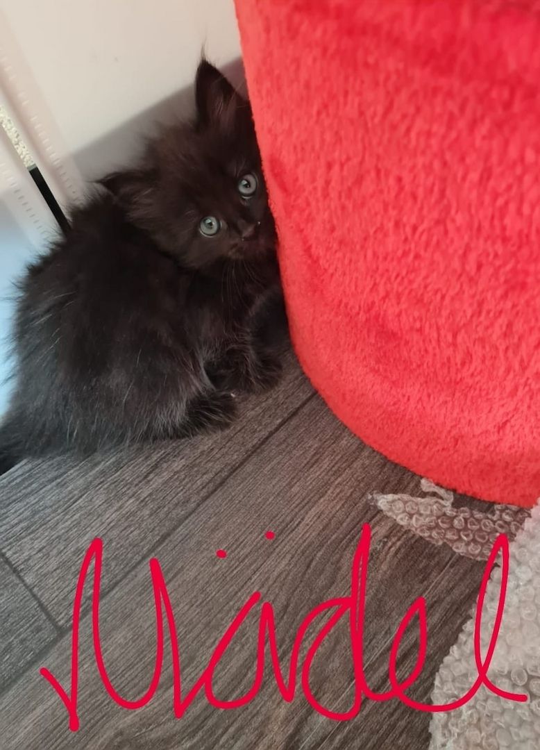 Kitten Maine Coon - Ragdoll mix