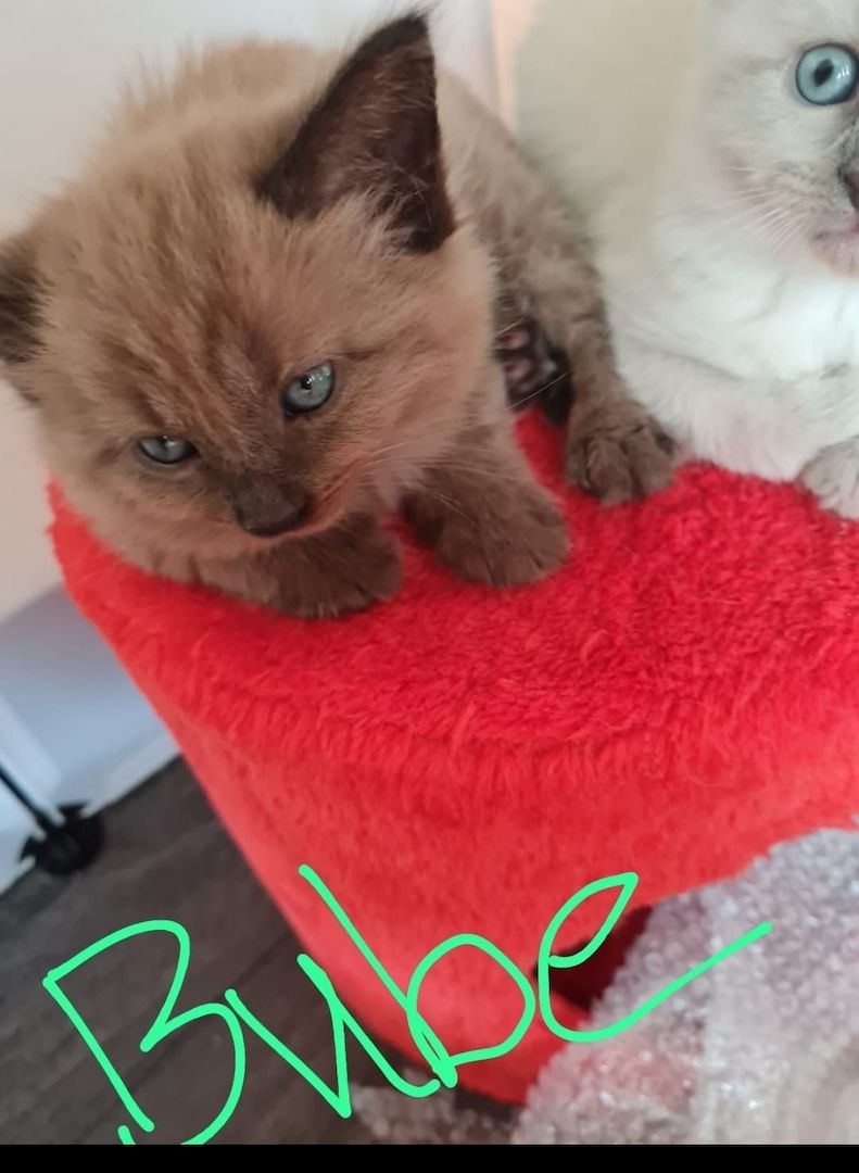 Kitten Maine Coon - Ragdoll mix