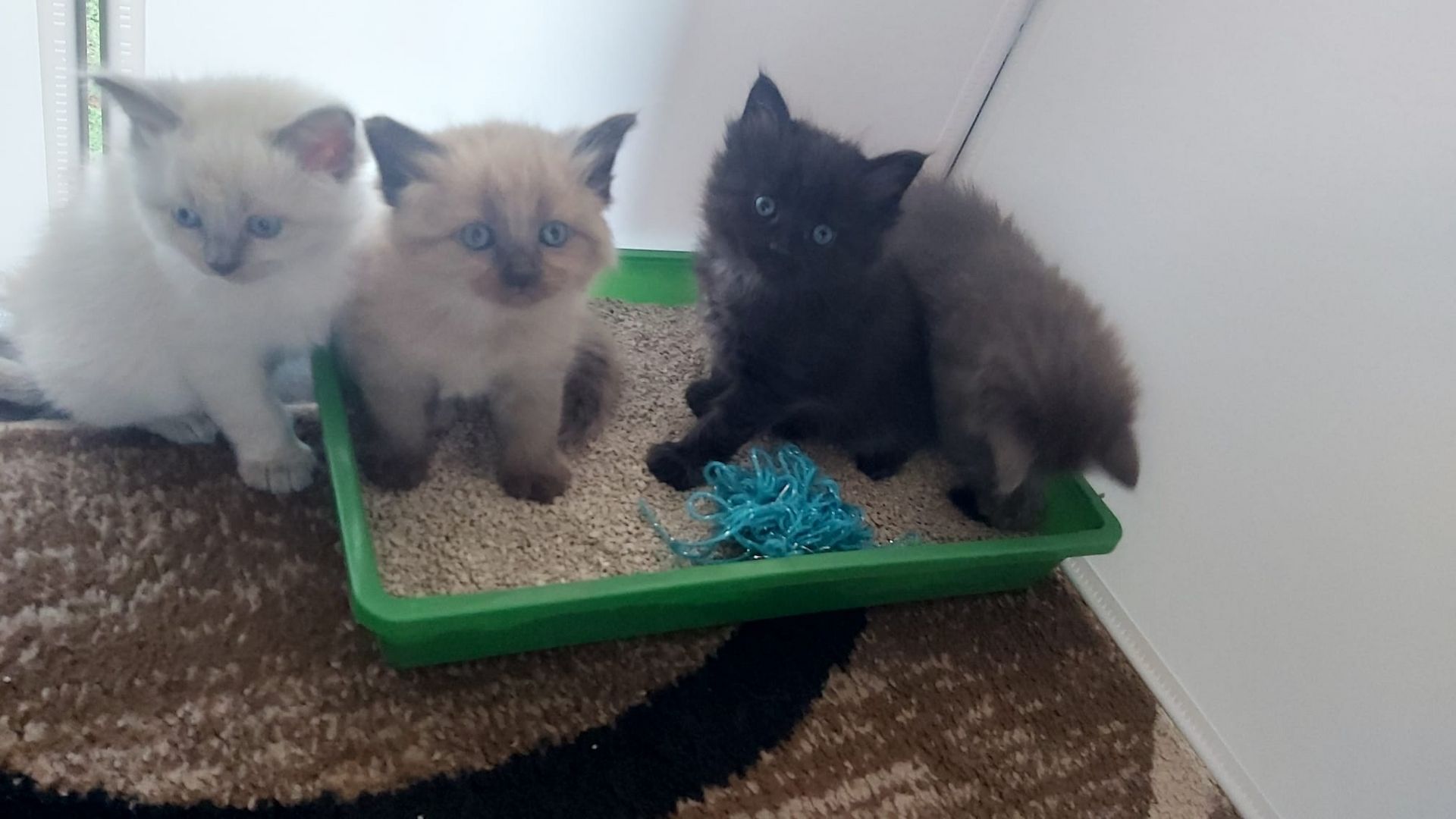 Kitten Maine Coon - Ragdoll mix