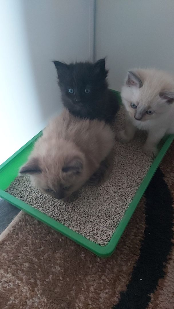 Kitten Maine Coon - Ragdoll mix