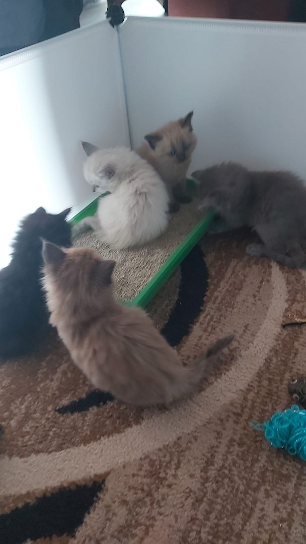 Kitten Maine Coon - Ragdoll mix