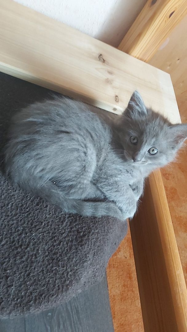 Kitten Maine Coon - Ragdoll mix