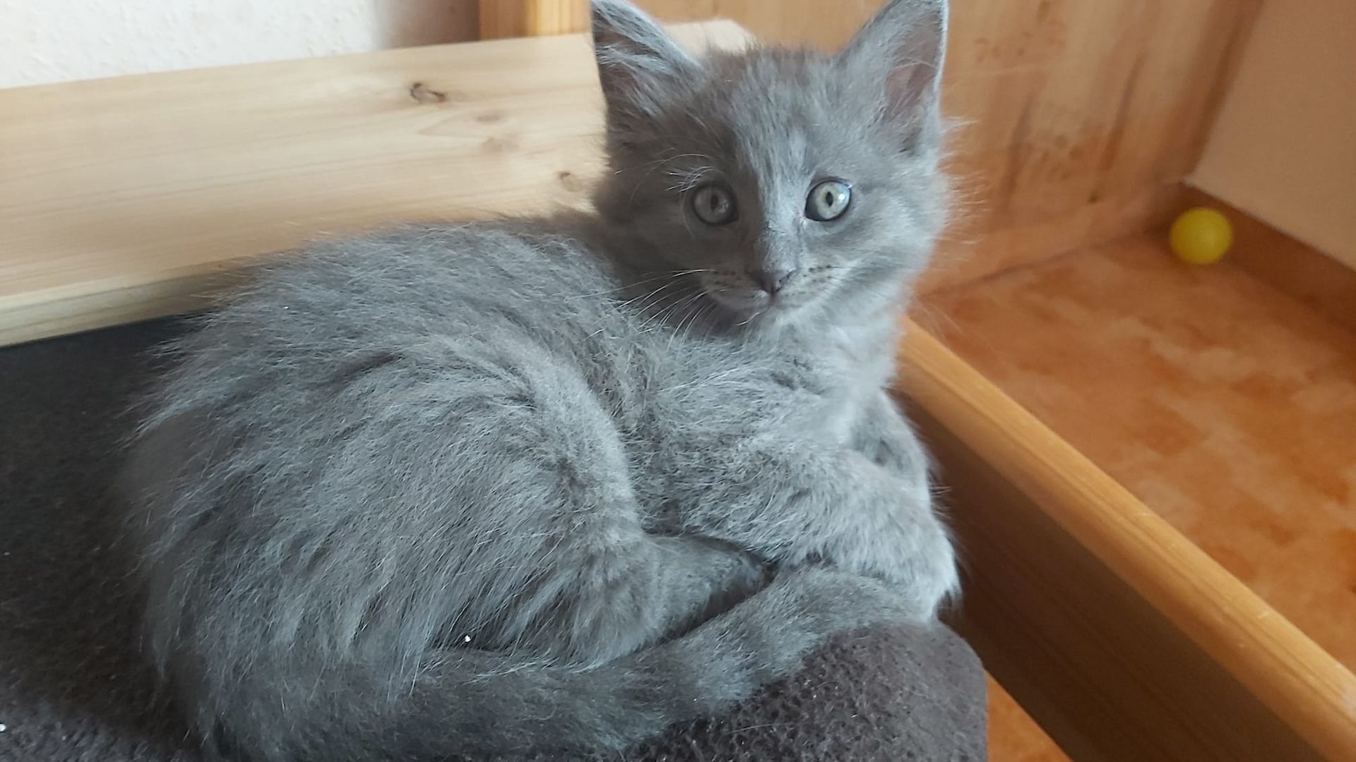 Kitten Maine Coon - Ragdoll mix