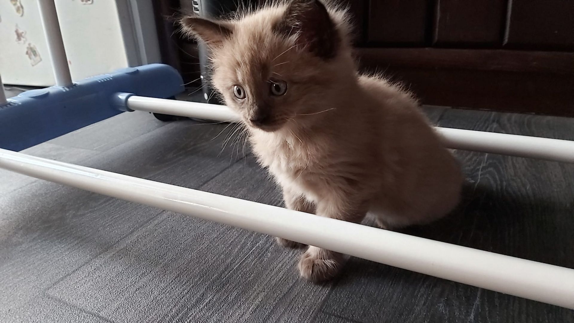 Kitten Maine Coon - Ragdoll mix