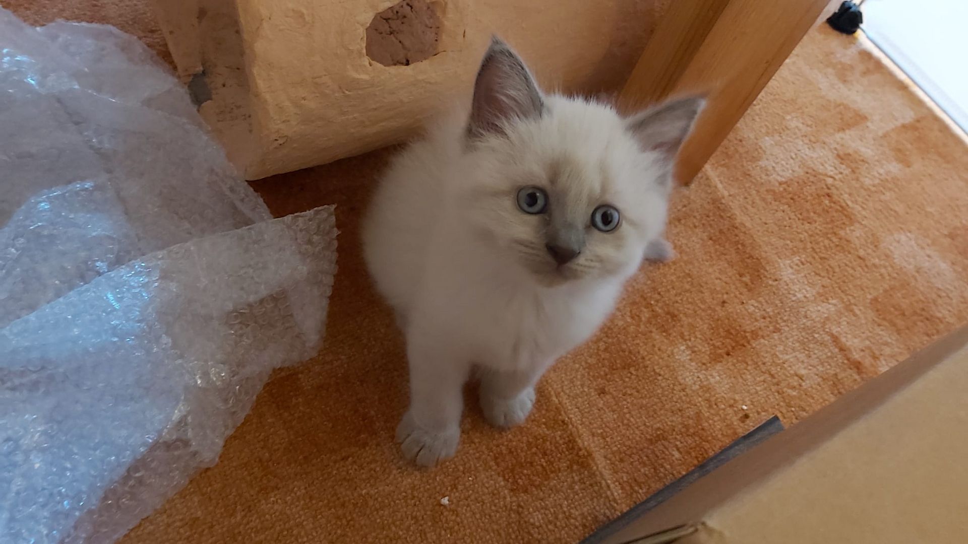 Kitten Maine Coon - Ragdoll mix