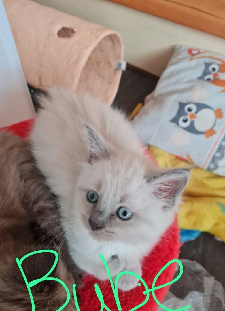 Kitten Maine Coon - Ragdoll mix