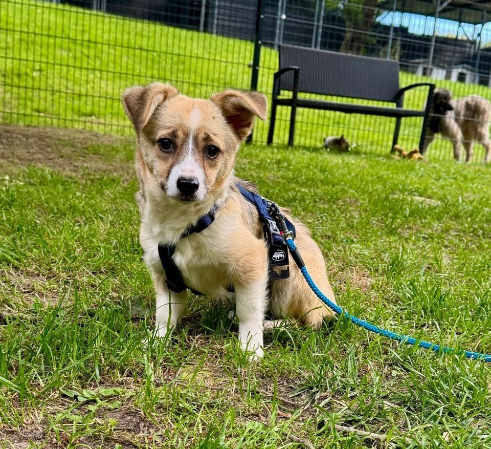 Sunshine möchte deine Wegbegleiterin sein.