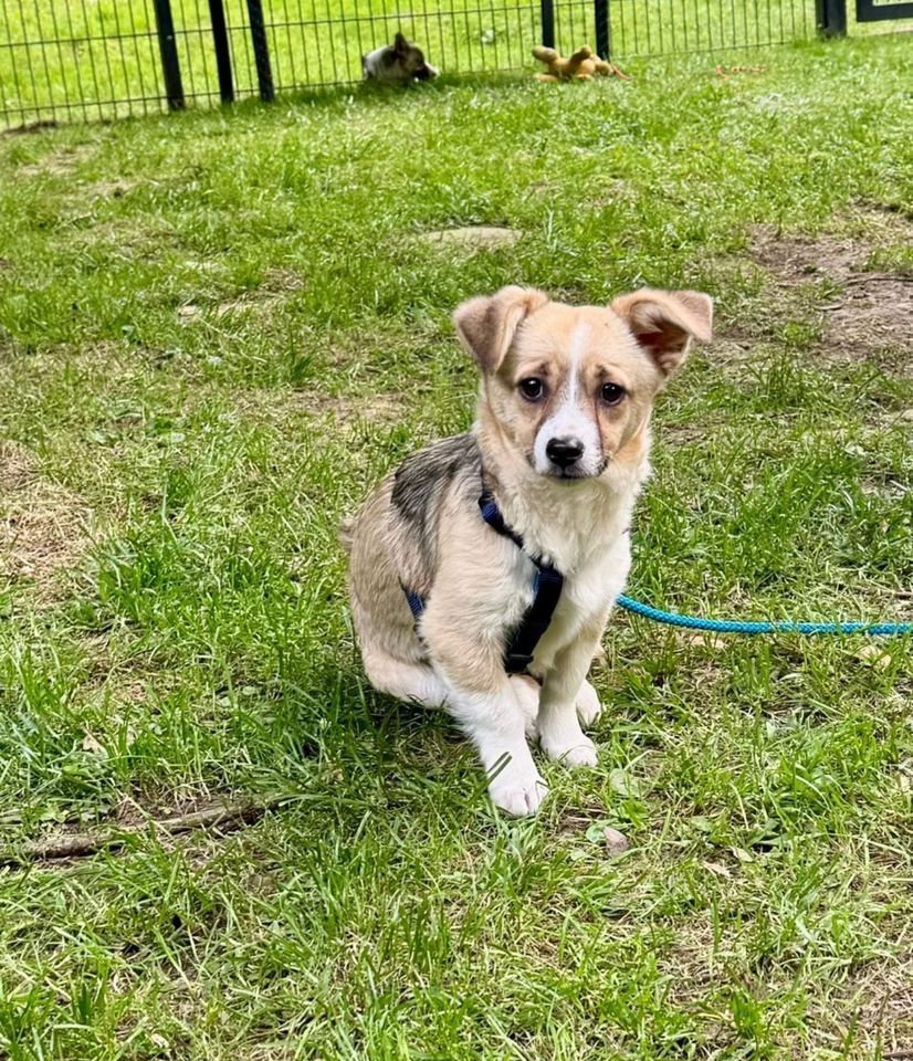 Sunshine möchte deine Wegbegleiterin sein.