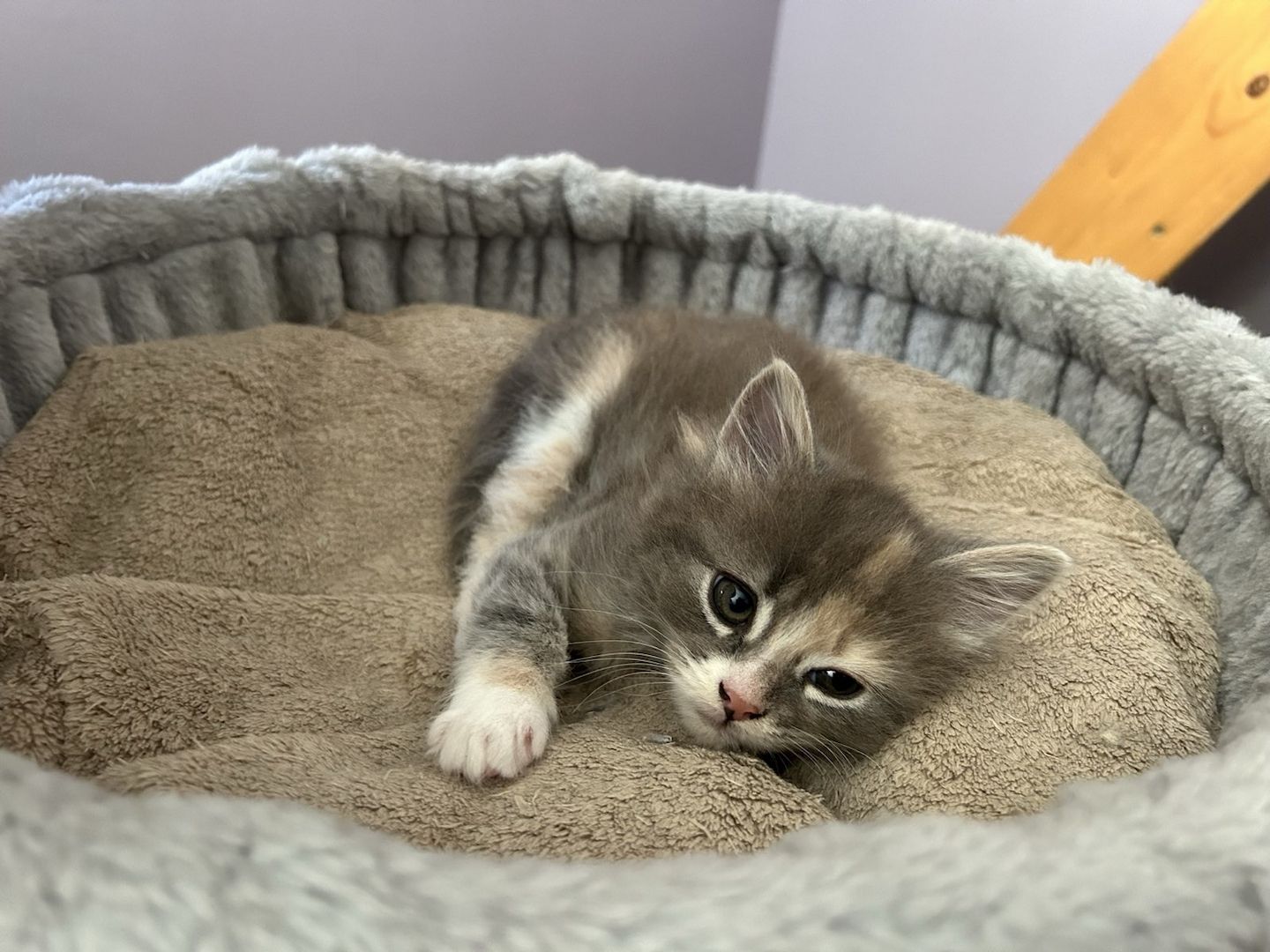 2 Maine Coon Kitten aus Hamburg