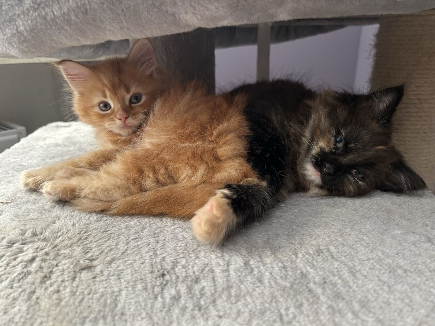 2 Maine Coon Kitten aus Hamburg