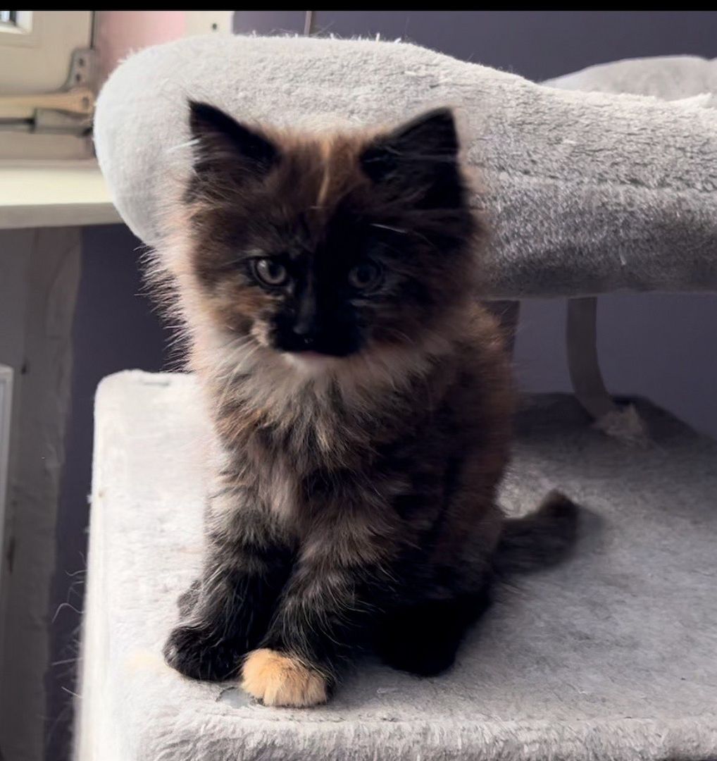 2 Maine Coon Kitten aus Hamburg