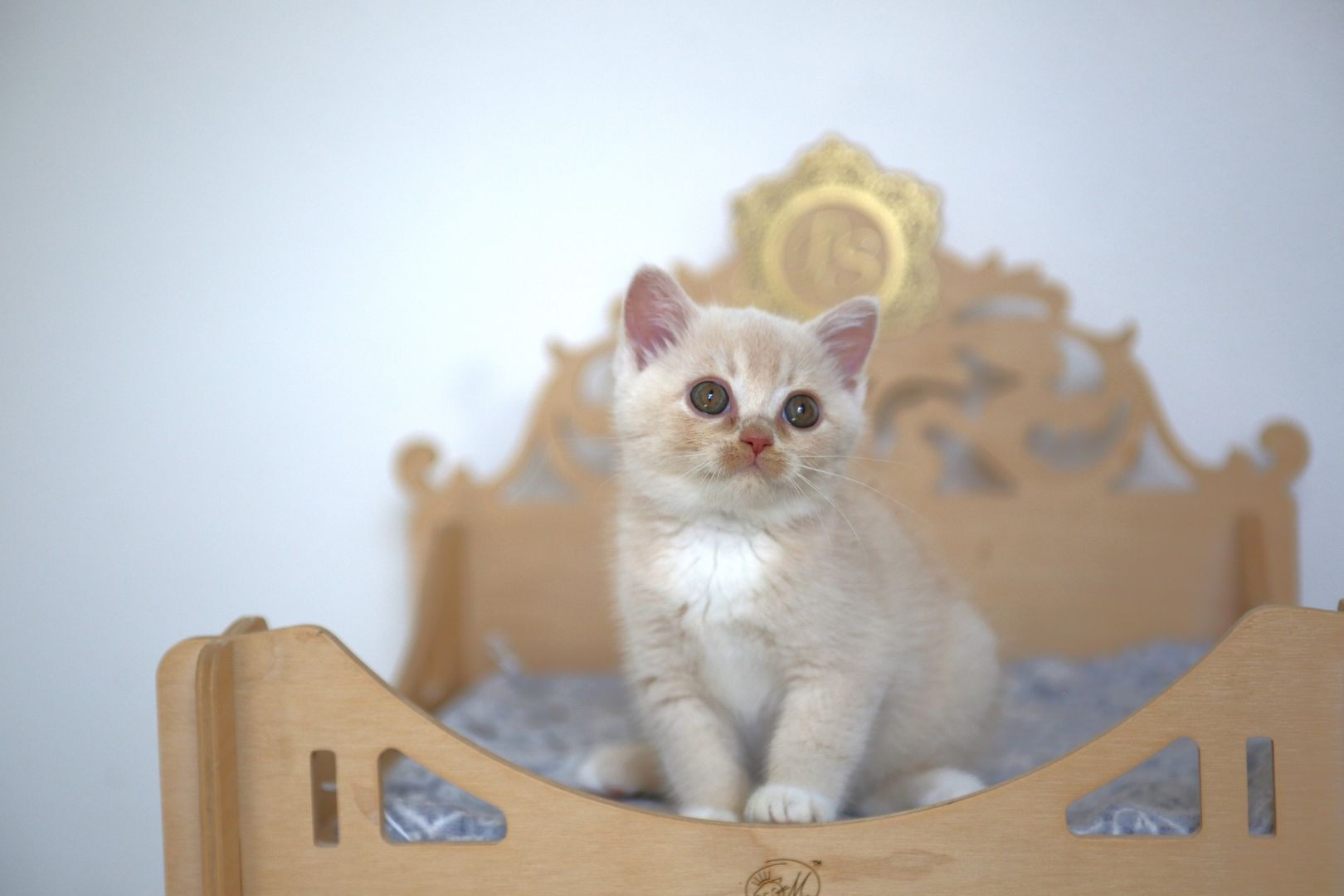 BKH Katze in cream Weiß BKH Katze in cream Weiß