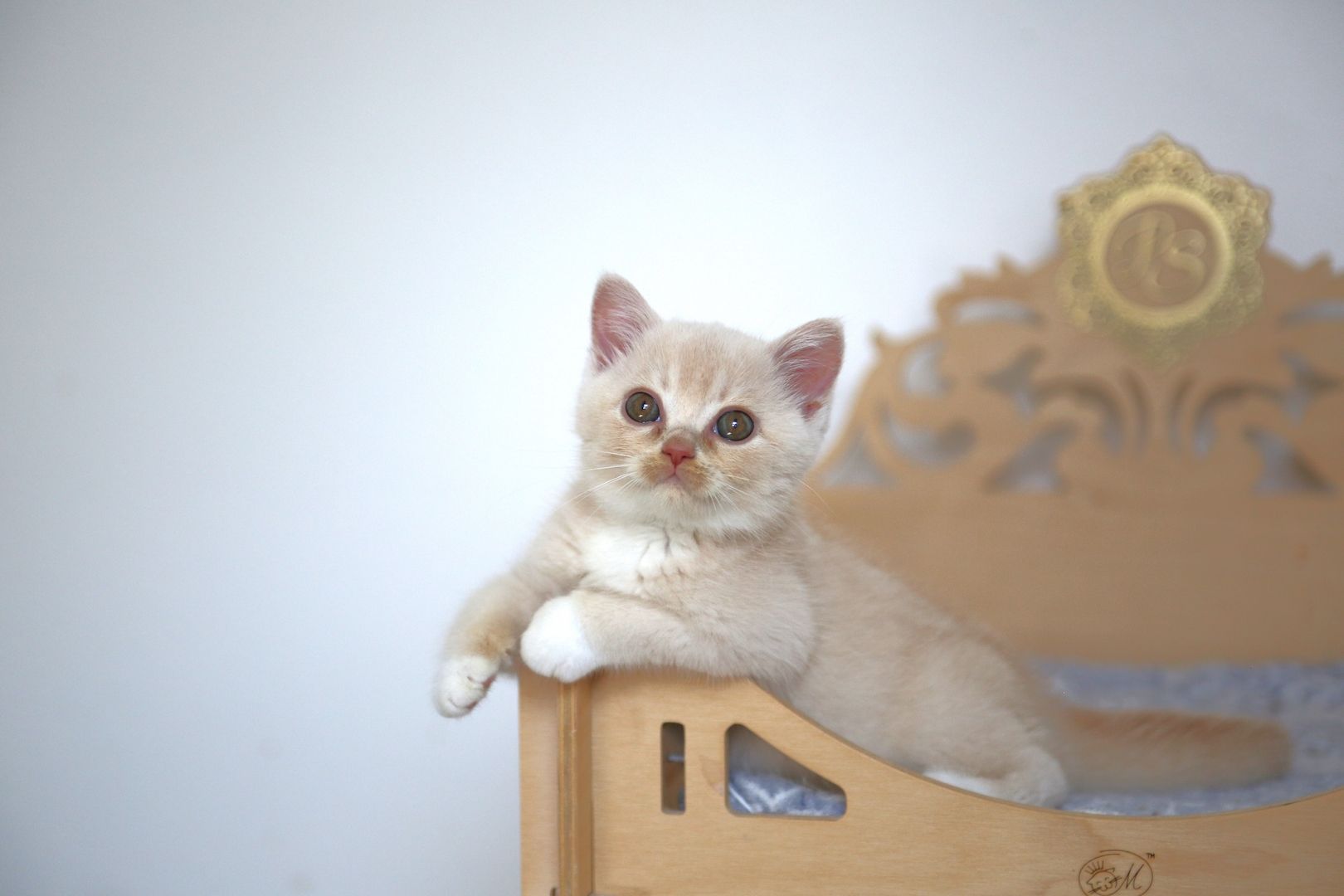 BKH Katze in cream Weiß BKH Katze in cream Weiß