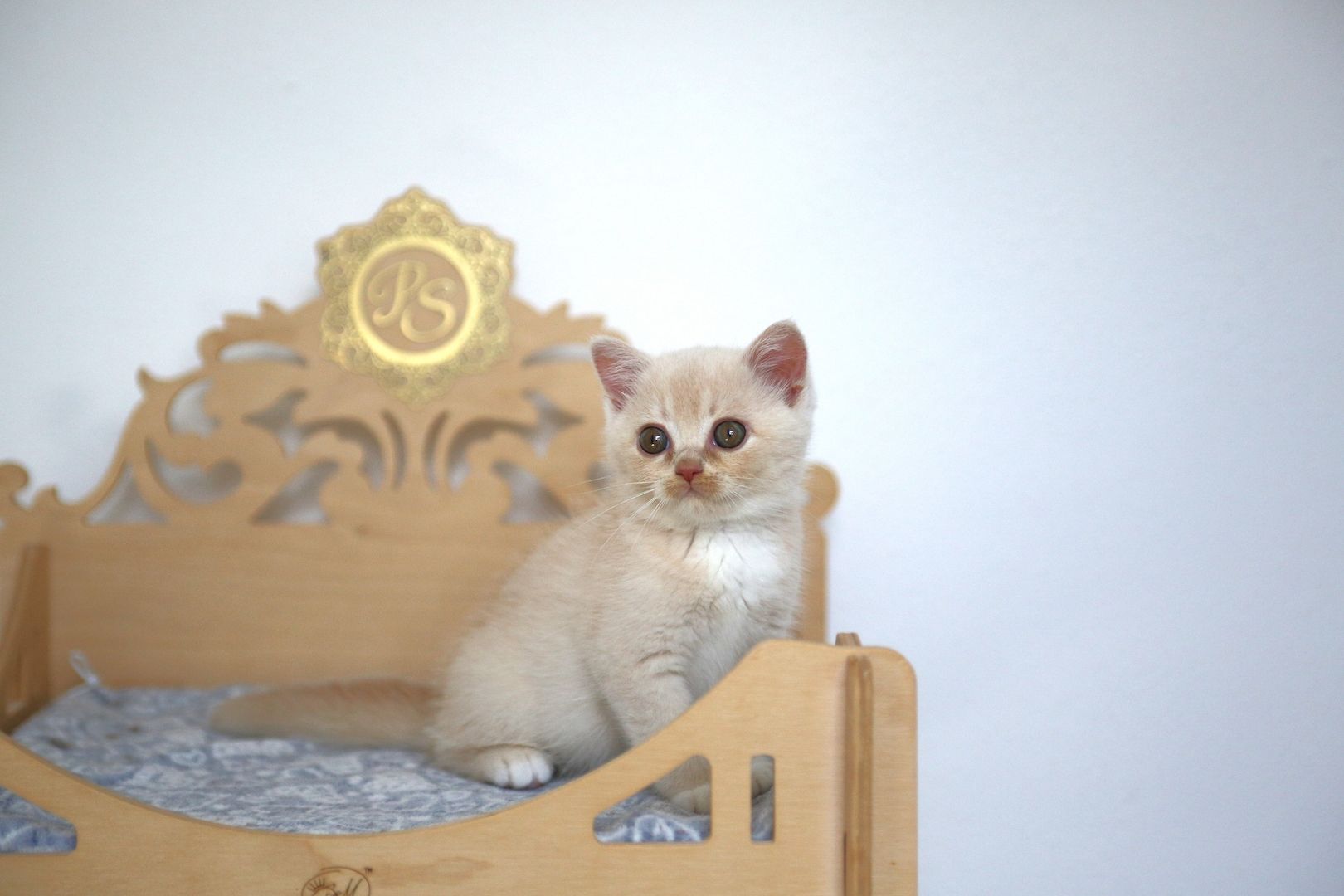 BKH Katze in cream Weiß BKH Katze in cream Weiß