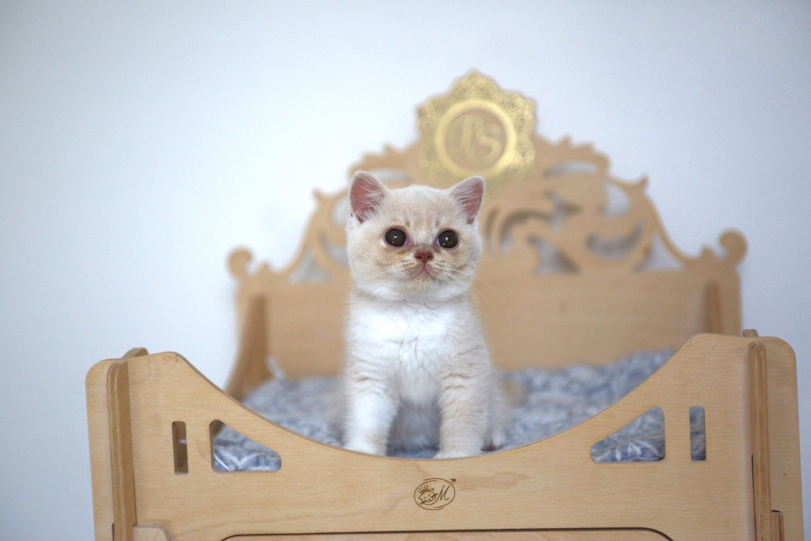 BKH Katze mit Stammbaum BKH Katze mit Stammbaum