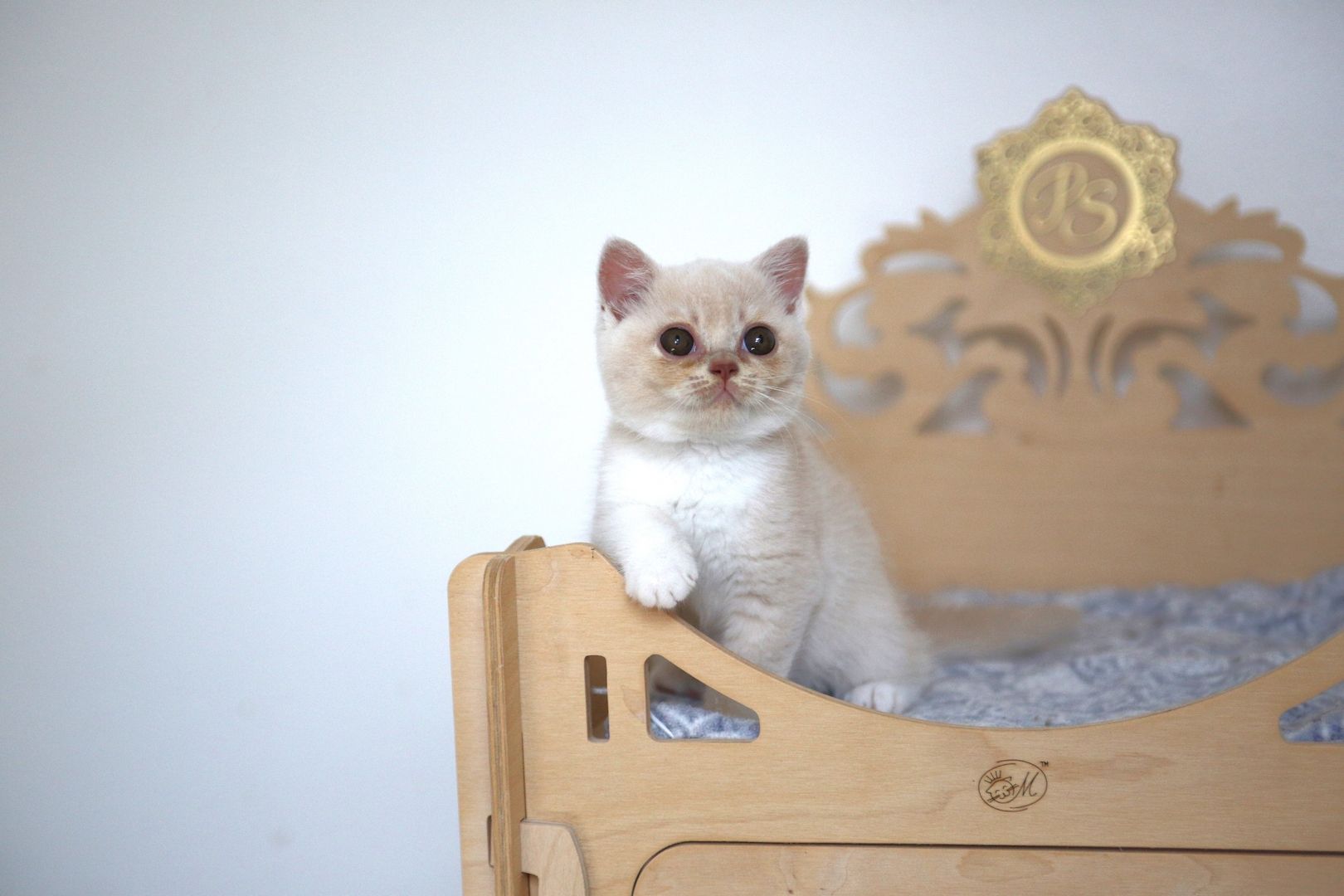 BKH Katze mit Stammbaum BKH Katze mit Stammbaum