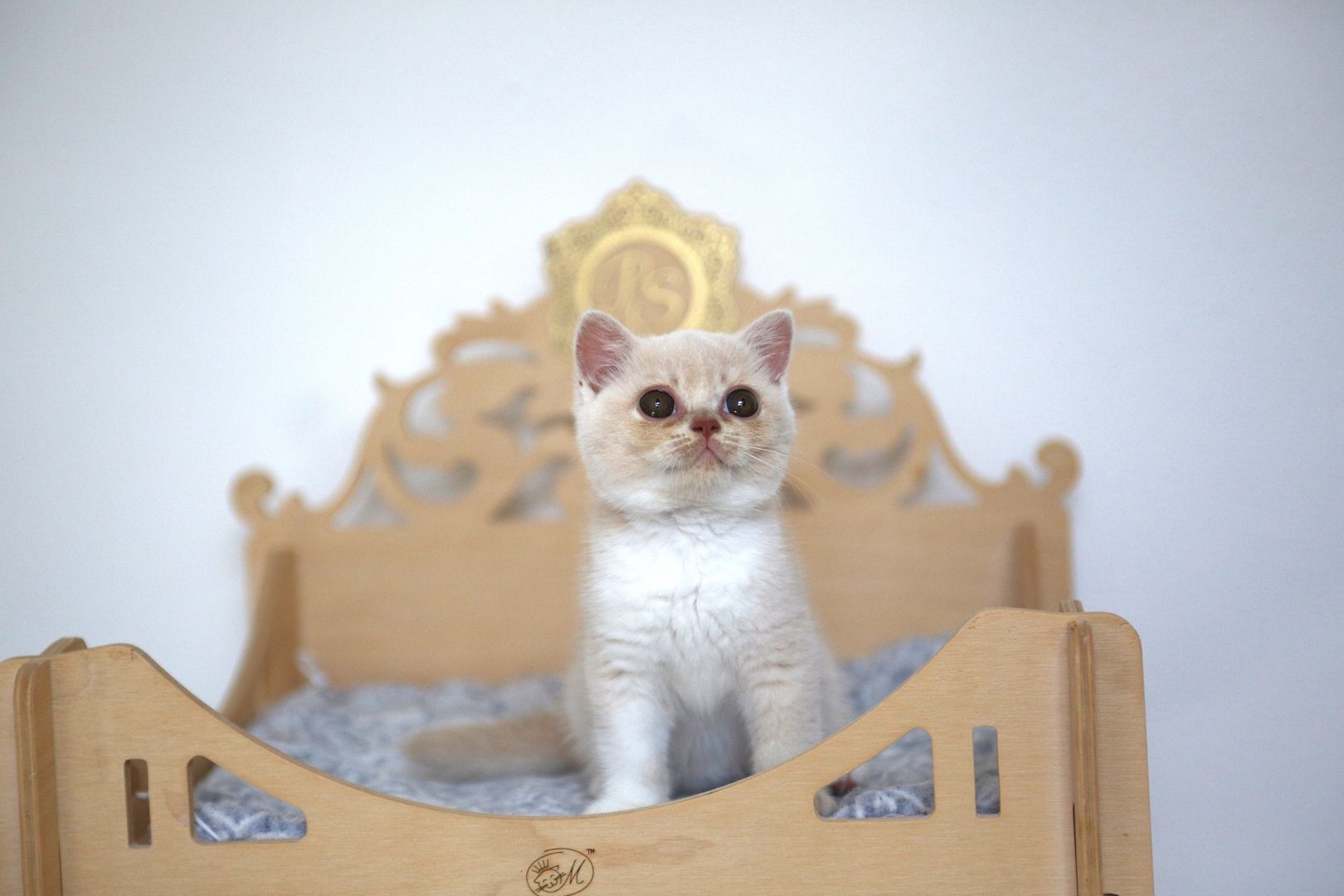 BKH Katze mit Stammbaum BKH Katze mit Stammbaum