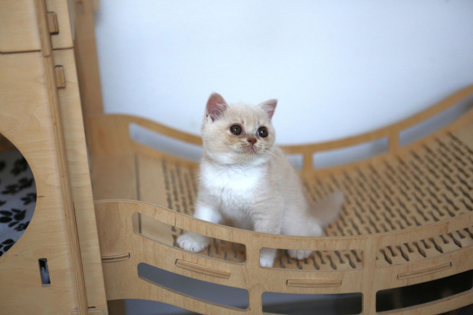 BKH Katze mit Stammbaum BKH Katze mit Stammbaum