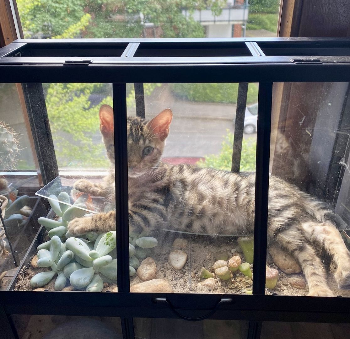 Typgerechte - wunderschöne - reinrassige Bengalen aus liebevoller Zucht !!