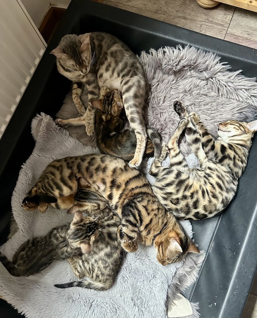 Typgerechte - wunderschöne - reinrassige Bengalen aus liebevoller Zucht !!