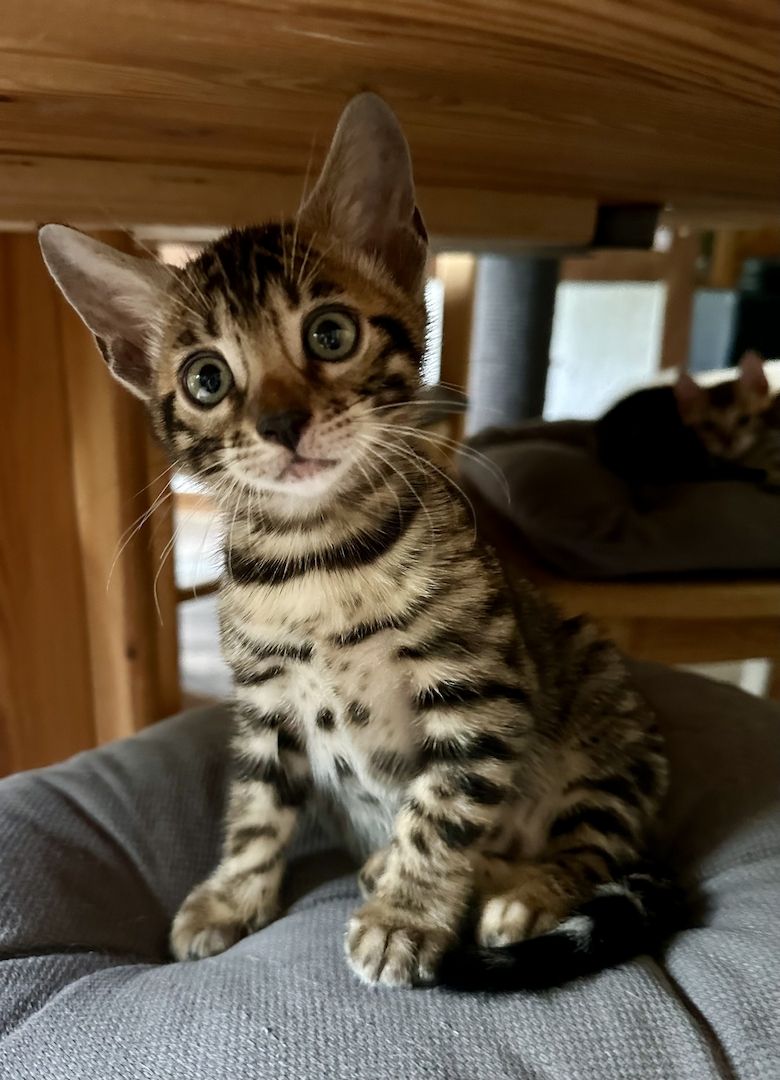 Typgerechte - wunderschöne - reinrassige Bengalen aus liebevoller Zucht !!