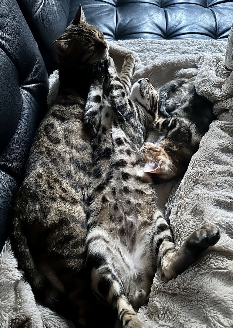 Typgerechte - wunderschöne - reinrassige Bengalen aus liebevoller Zucht !!