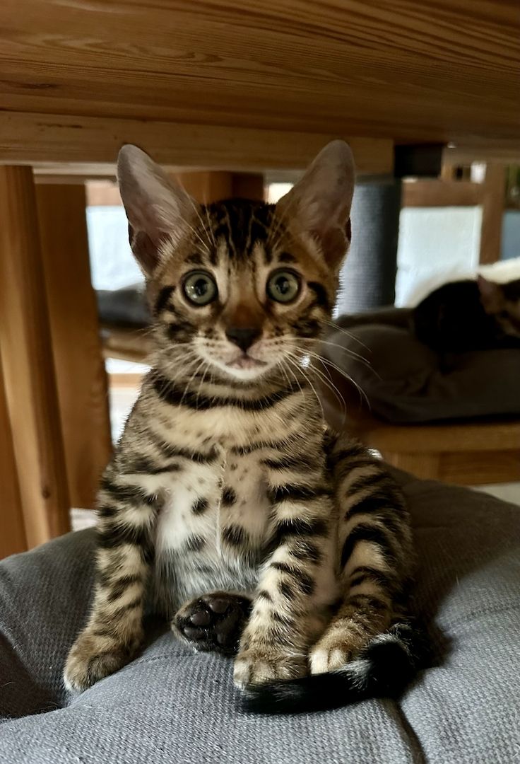 Typgerechte - wunderschöne - reinrassige Bengalen aus liebevoller Zucht !!