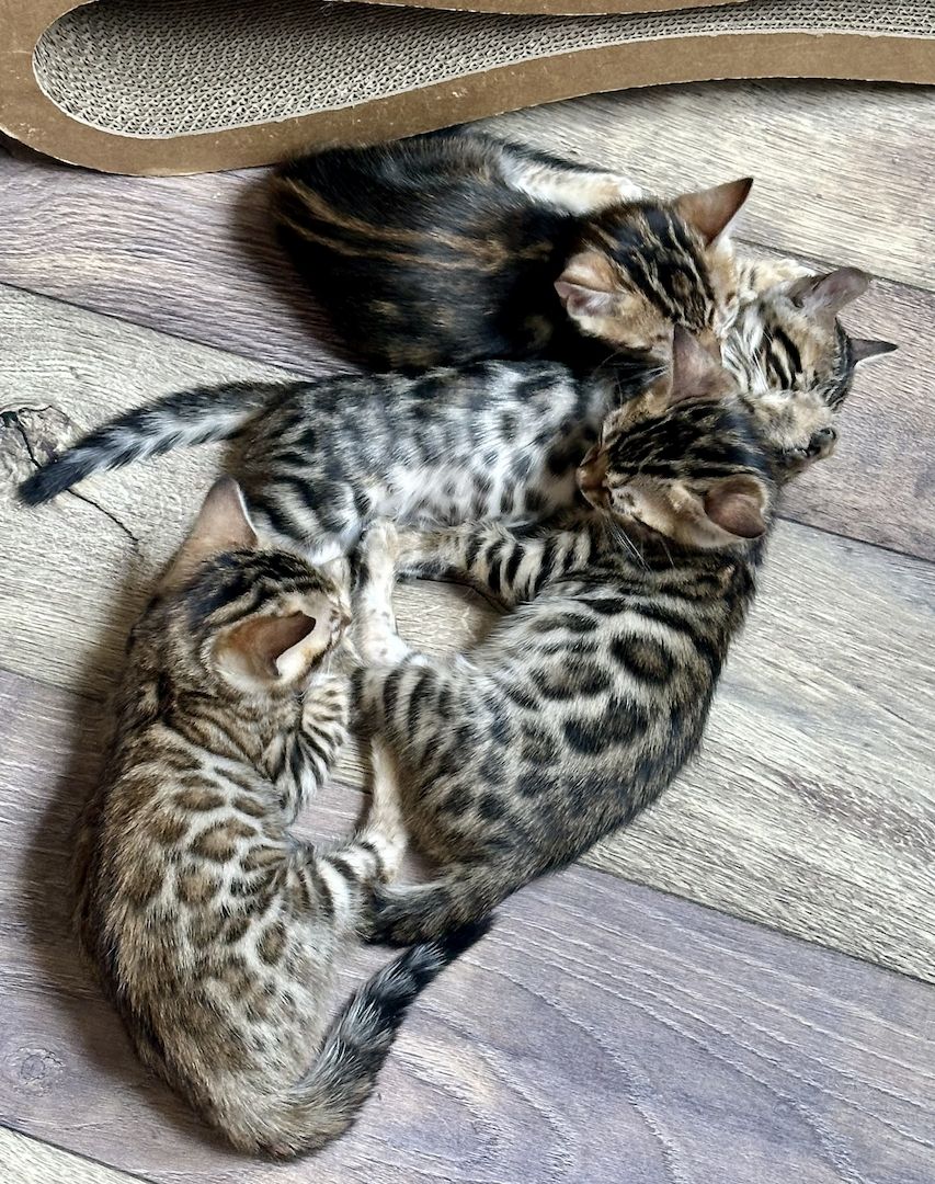 Typgerechte - wunderschöne - reinrassige Bengalen aus liebevoller Zucht !!