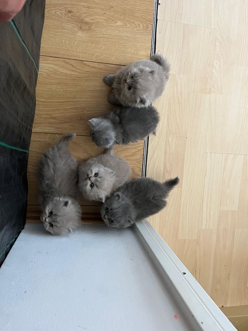 Britisch Langhaar Kitten Britisch Langhaar Kitten