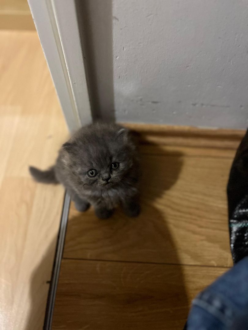 Britisch Langhaar Kitten Britisch Langhaar Kitten