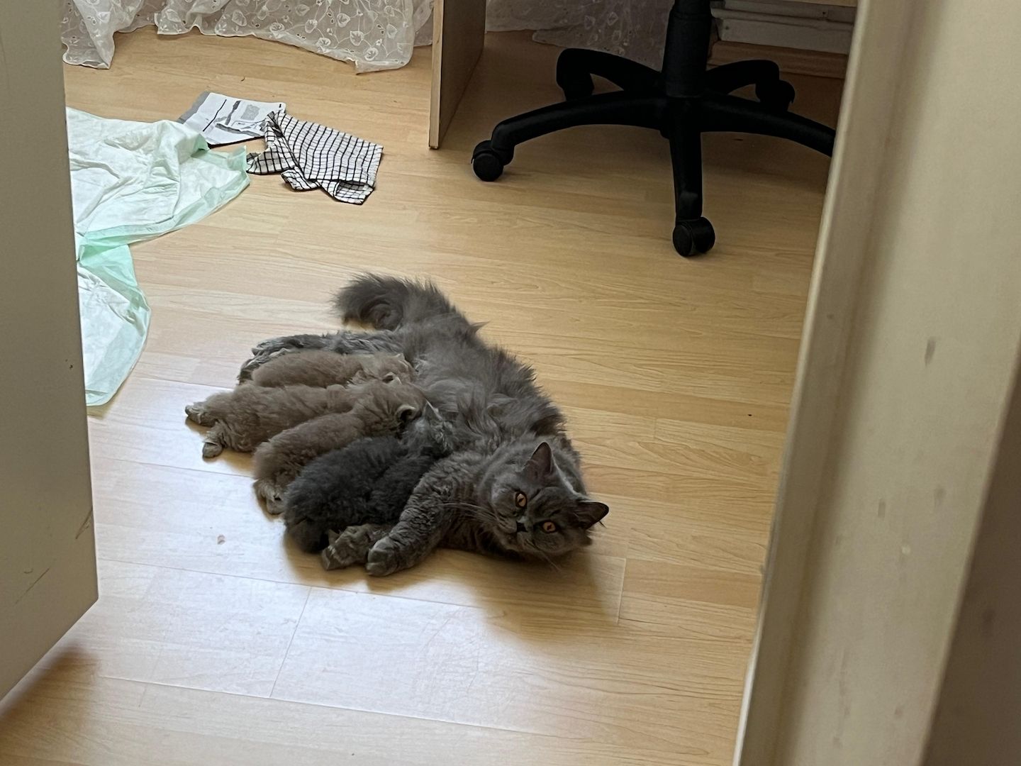 Britisch Langhaar Kitten Britisch Langhaar Kitten