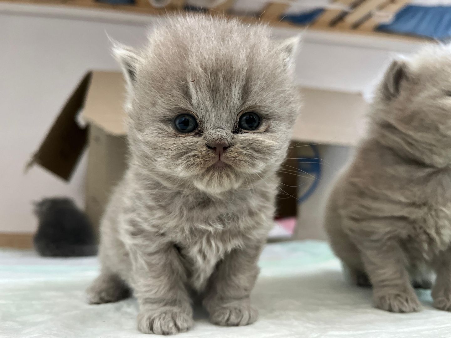Britisch Langhaar Kitten Britisch Langhaar Kitten