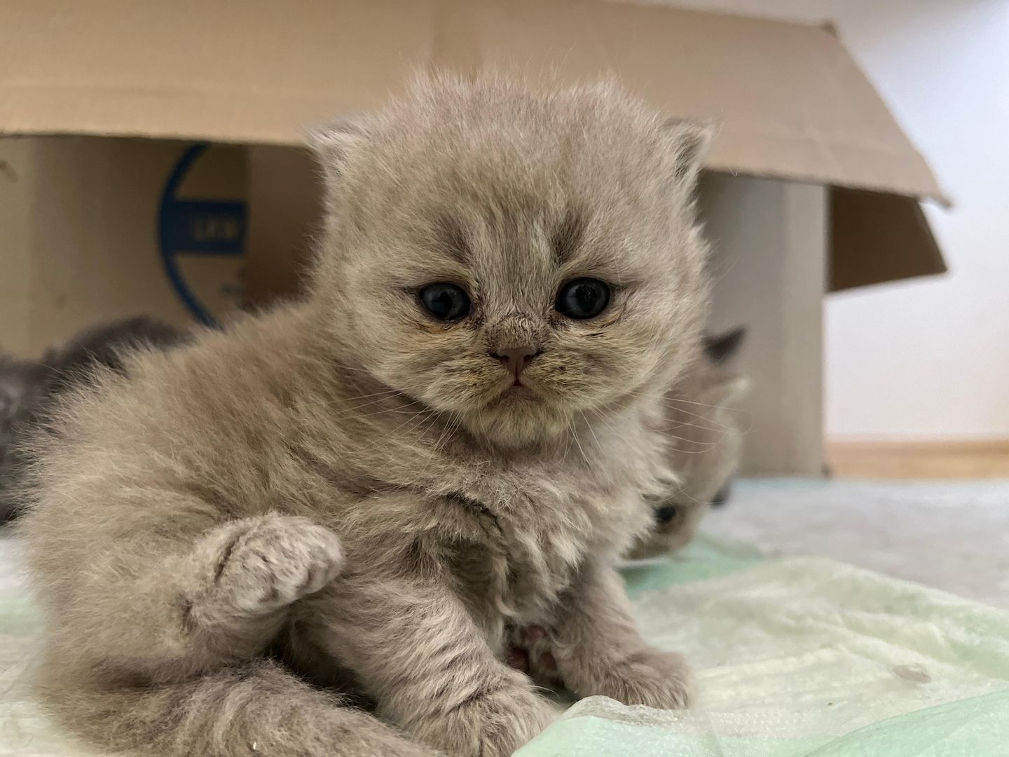 Britisch Langhaar Kitten Britisch Langhaar Kitten