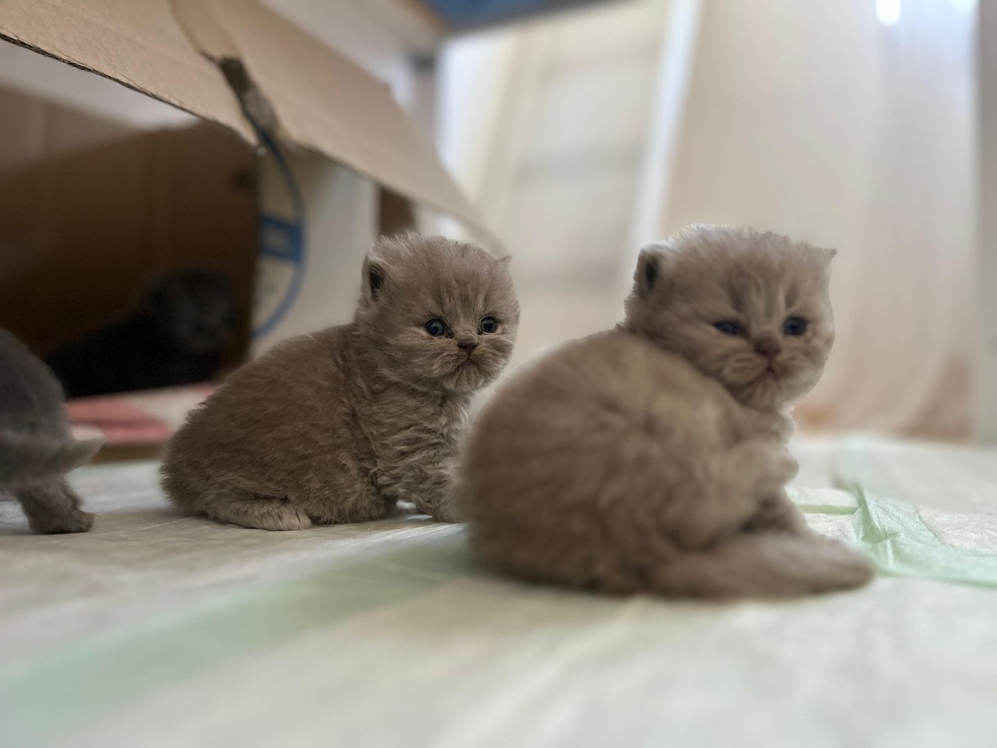 Britisch Langhaar Kitten Britisch Langhaar Kitten