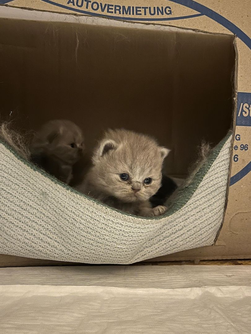 Britisch Langhaar Kitten Britisch Langhaar Kitten