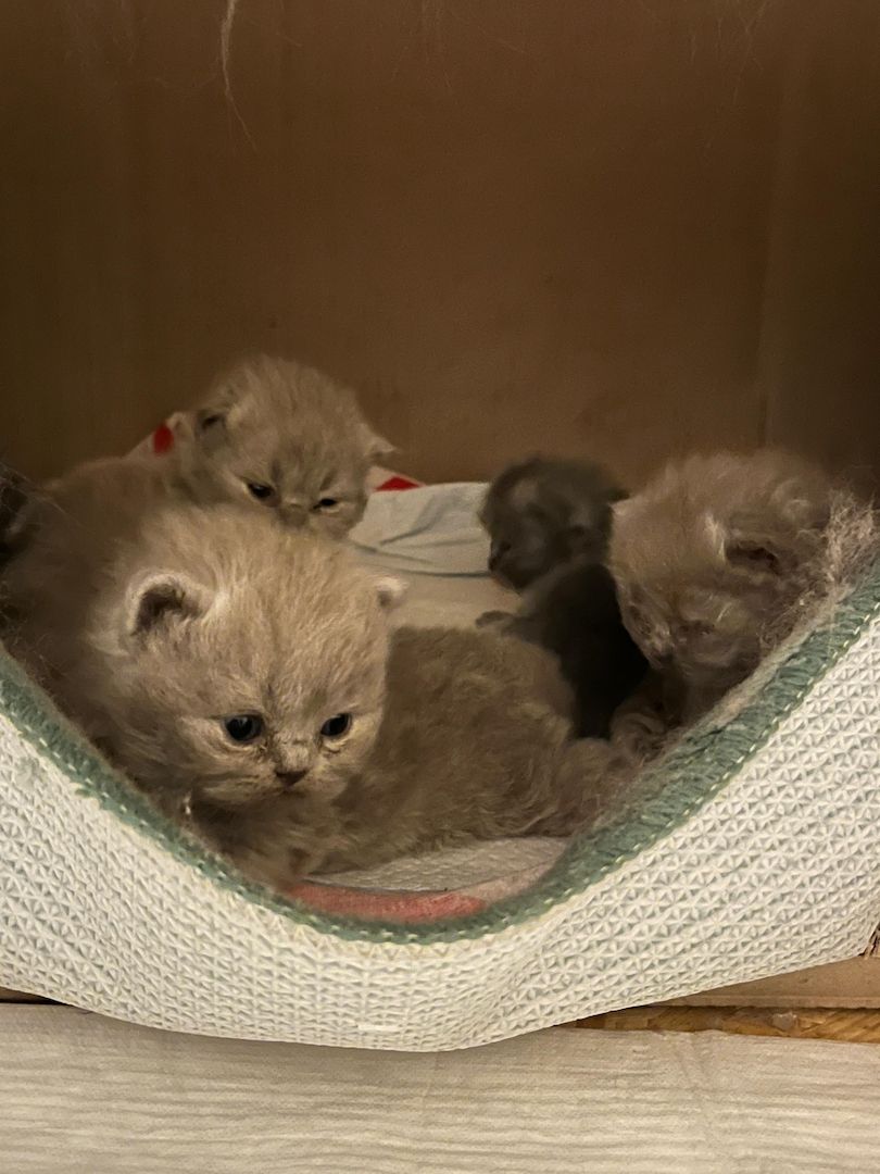 Britisch Langhaar Kitten Britisch Langhaar Kitten