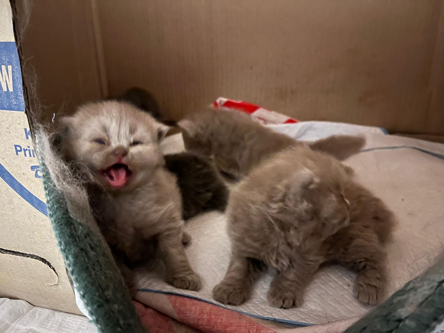 Britisch Langhaar Kitten Britisch Langhaar Kitten