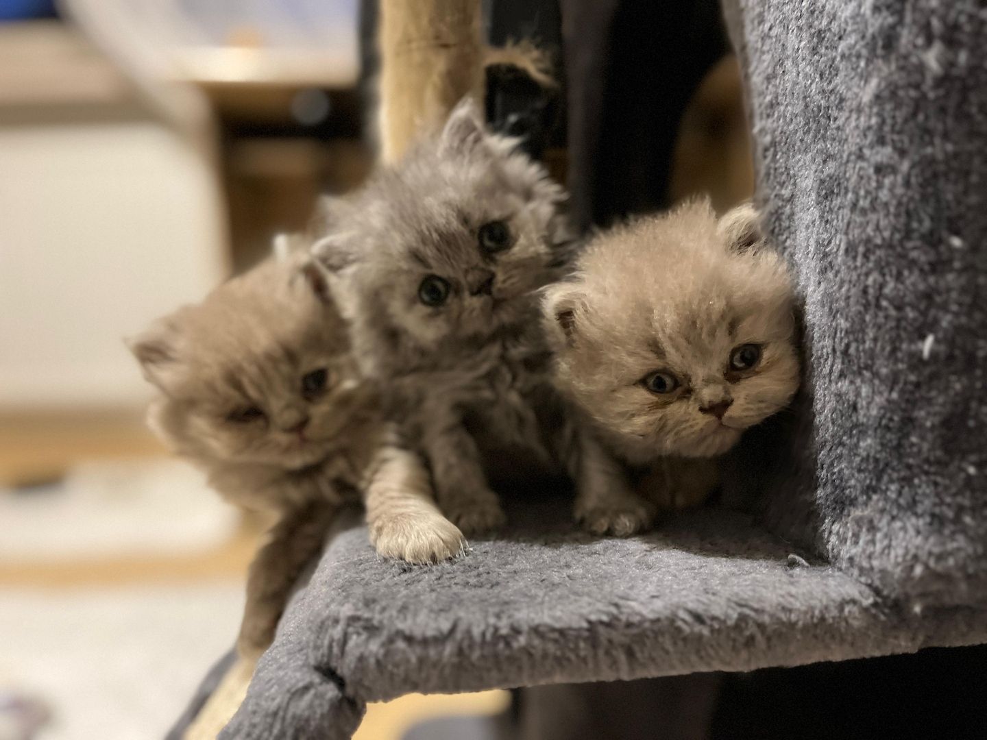 Britisch Langhaar Kitten Britisch Langhaar Kitten