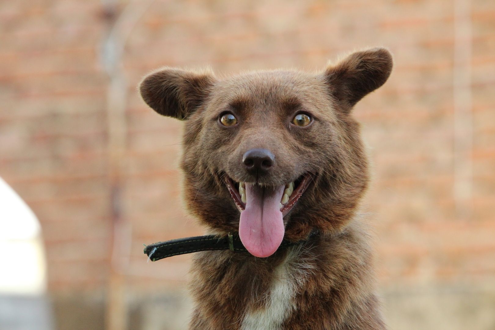 Sunny sucht liebevolles zu Hause... Sunny sucht liebevolles zu Hause...