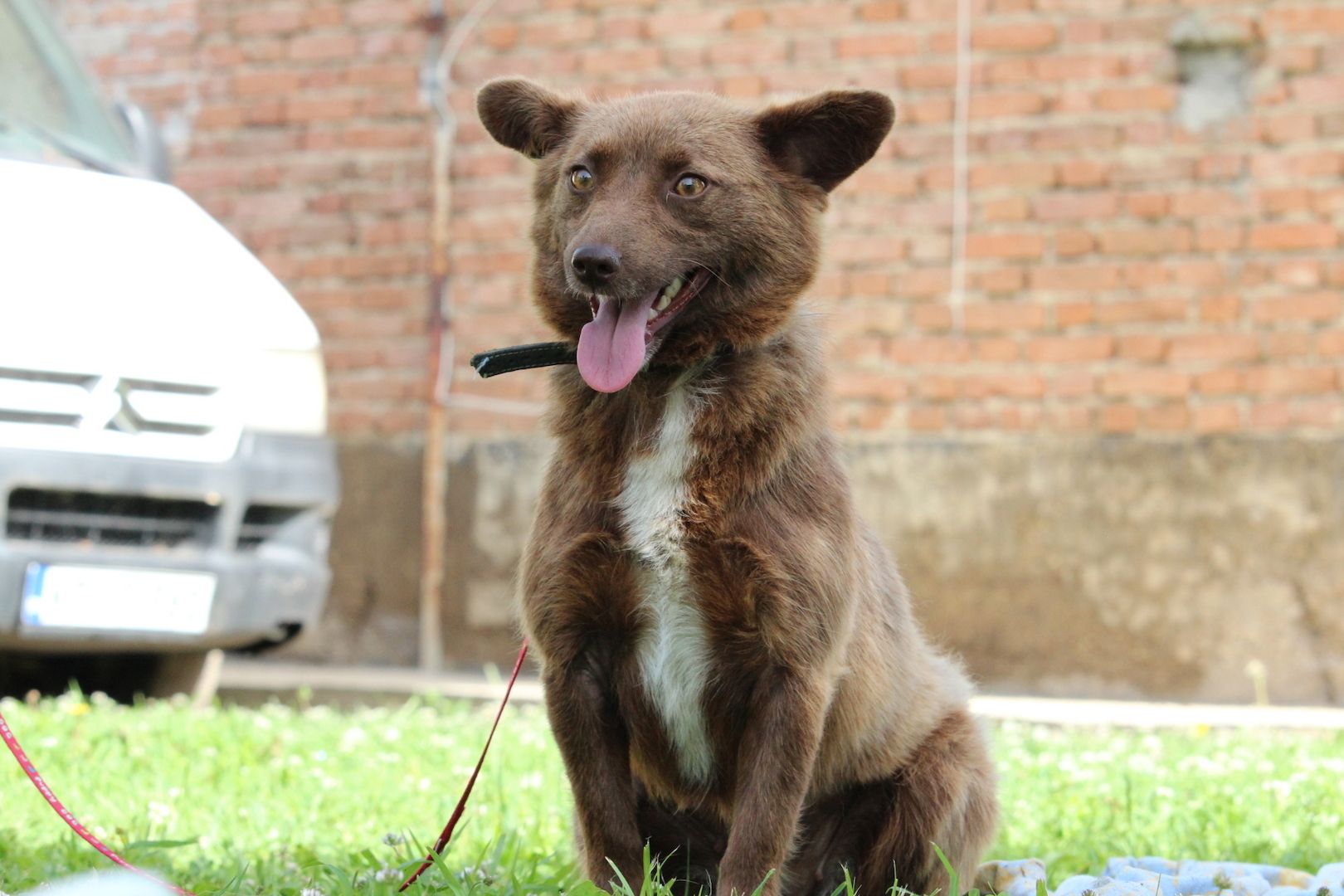 Sunny sucht liebevolles zu Hause... Sunny sucht liebevolles zu Hause...