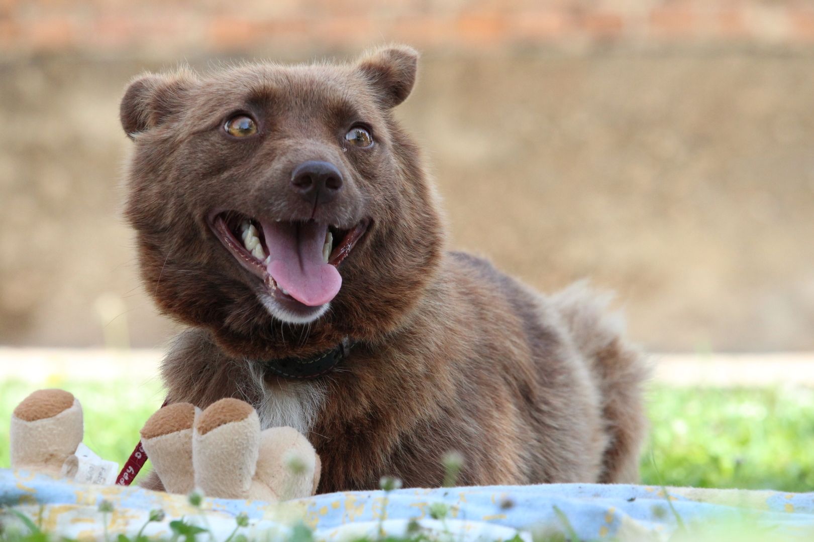 Sunny sucht liebevolles zu Hause... Sunny sucht liebevolles zu Hause...