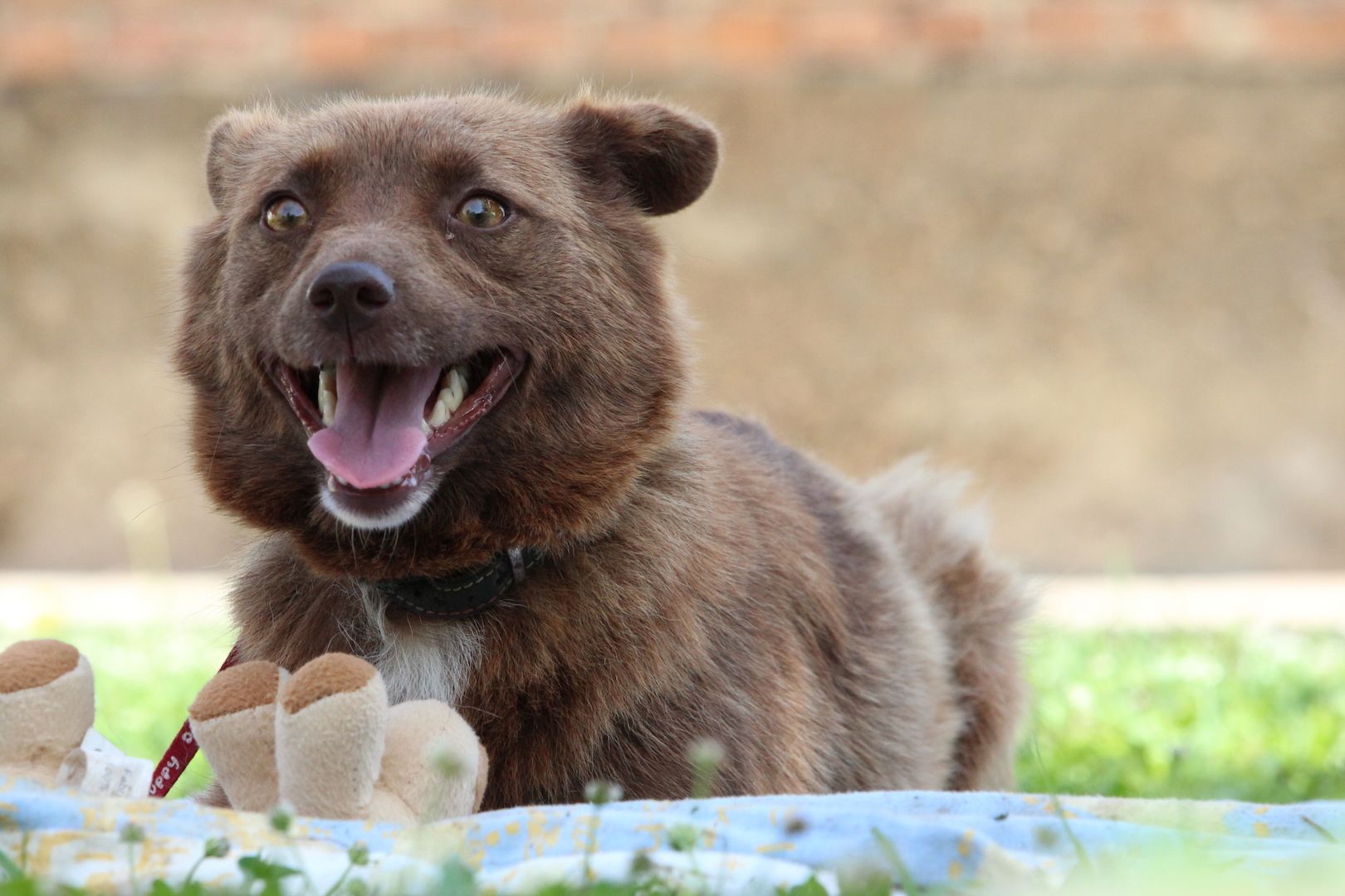 Sunny sucht liebevolles zu Hause... Sunny sucht liebevolles zu Hause...