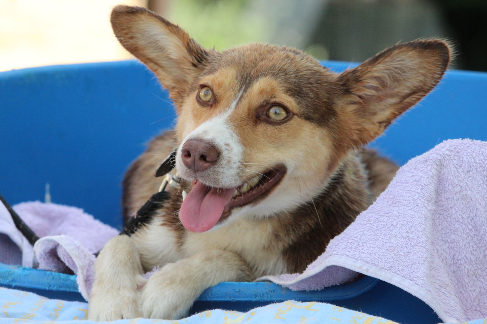 Sissi sucht ihr Glück...