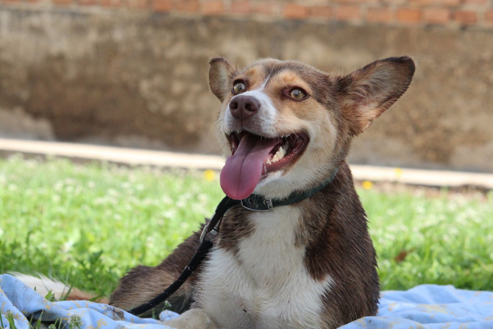 Sissi sucht ihr Glück...