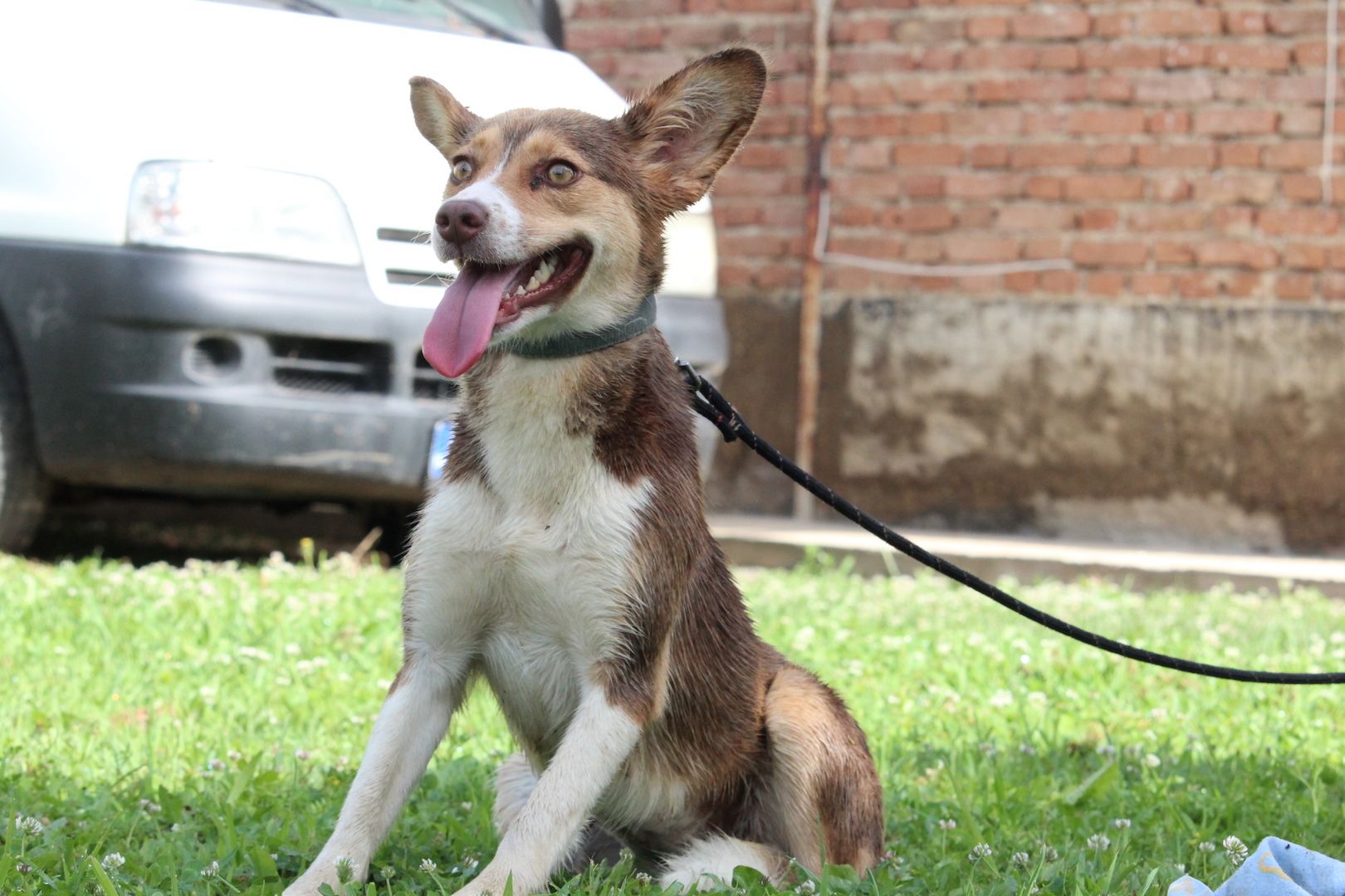 Sissi sucht ihr Glück...