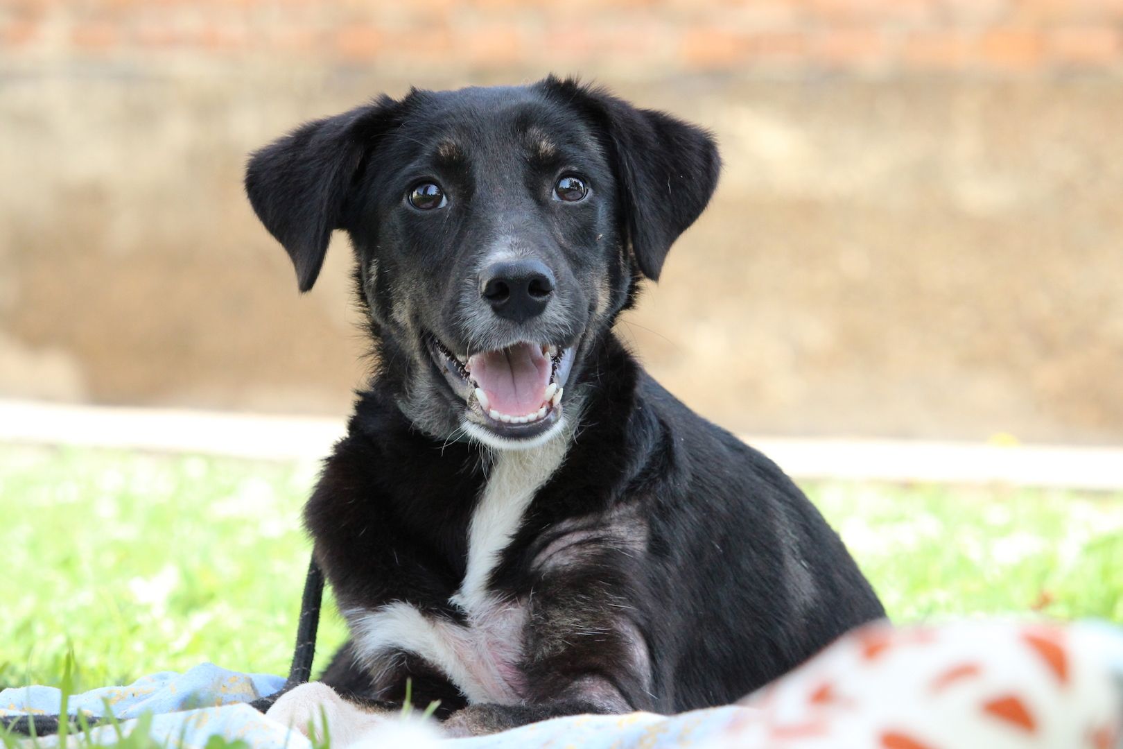 Wer möchte Billy ein zu Hause schenken...