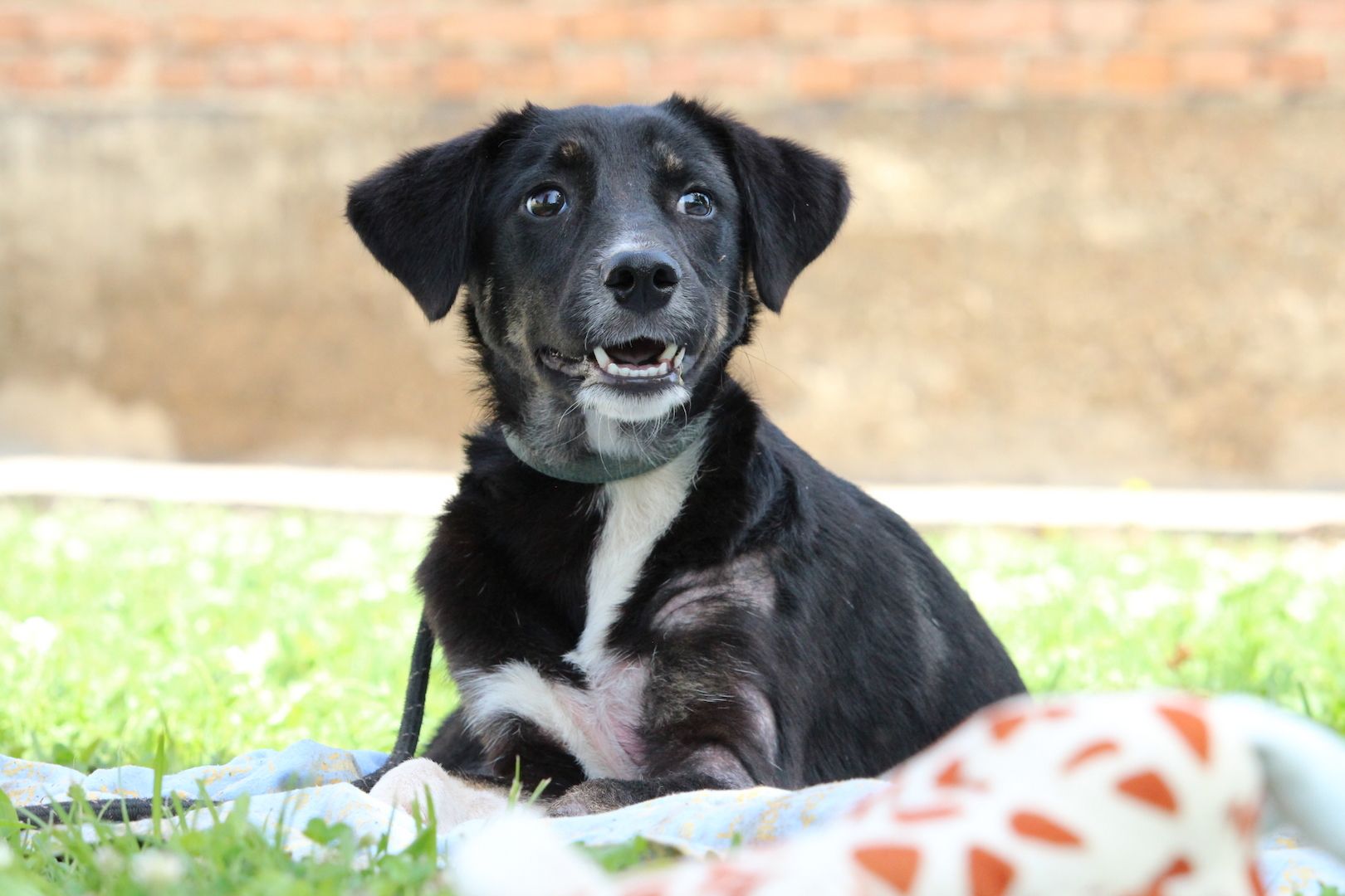 Wer möchte Billy ein zu Hause schenken...