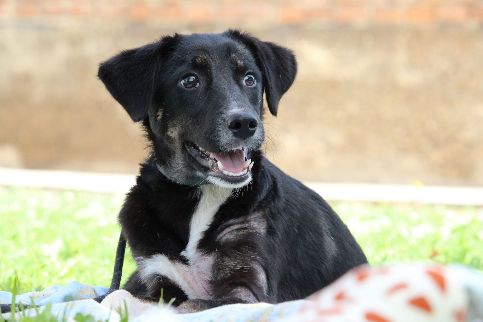 Wer möchte Billy ein zu Hause schenken...